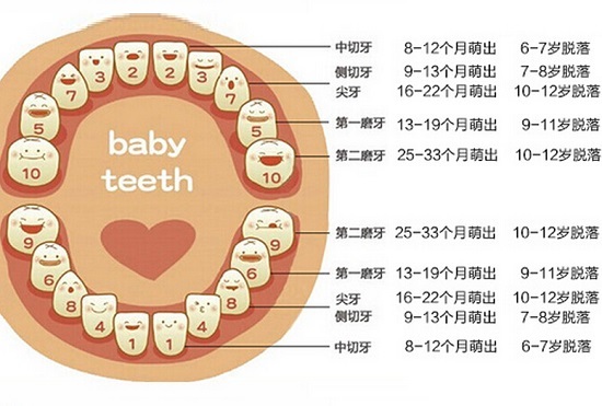 人一般有多少颗乳牙